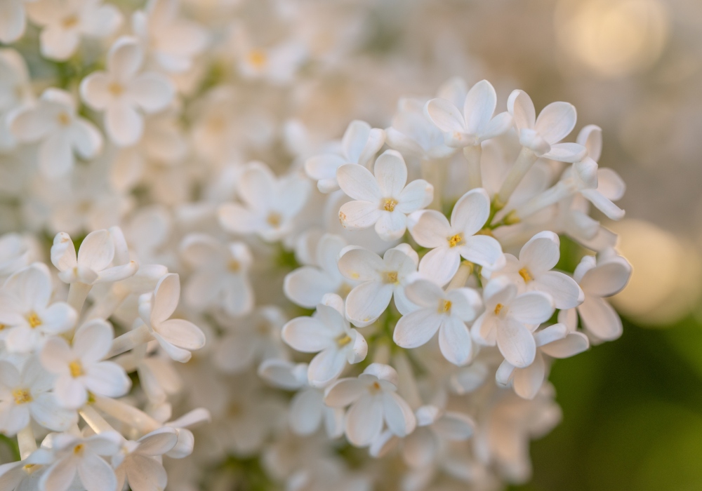 Parfum D'Origine Naturelle